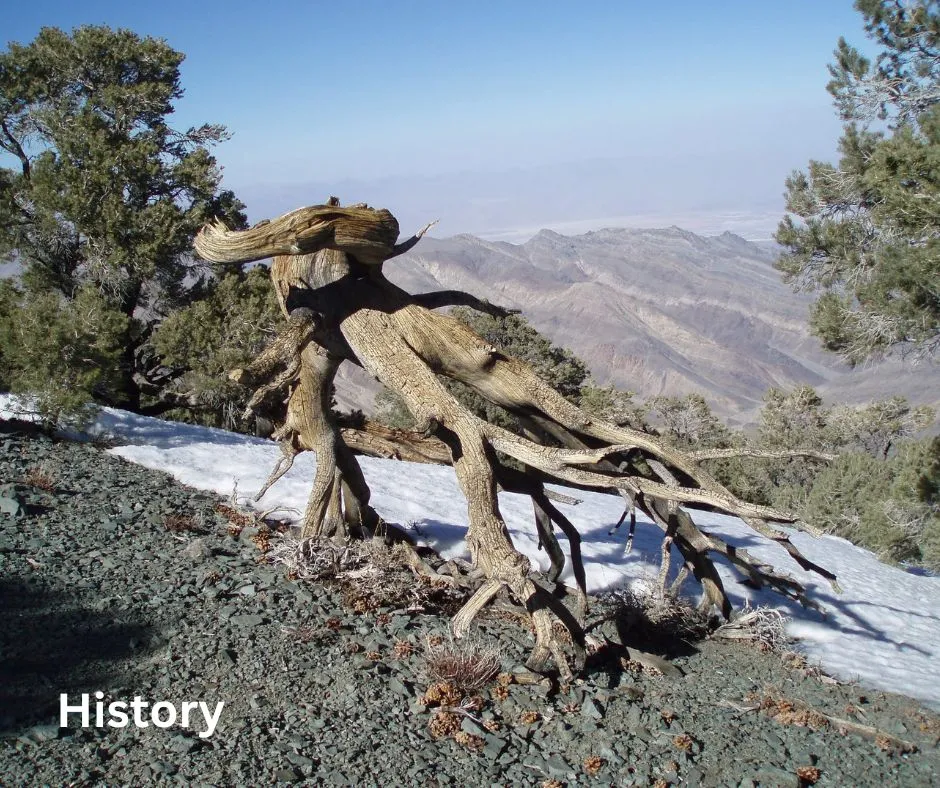 Weathered branch in high mountain landscape