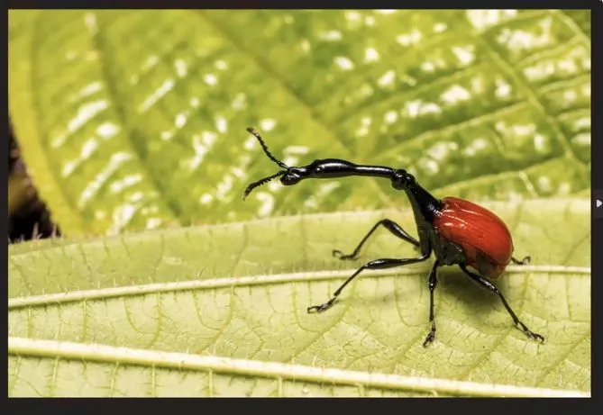 a bug by Bevery Houwing