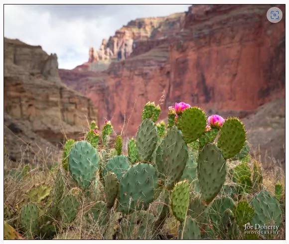 Prickly pear cactus with pink flowers at Nankoweap 