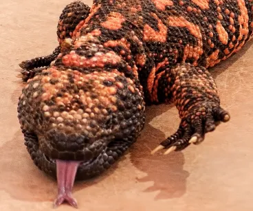 Gila Monster