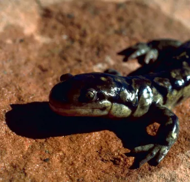 Sonoran Tiger Salamander