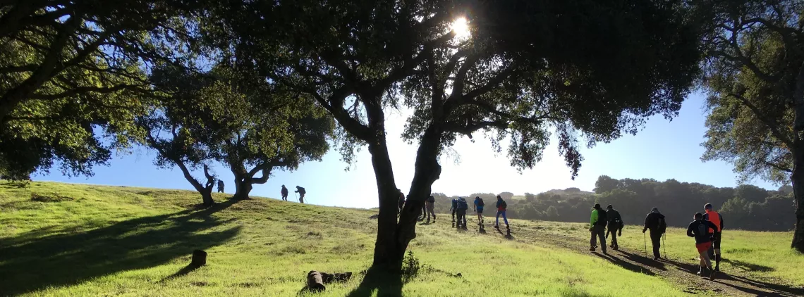 Oak woodland in spring, hiker walking uphill