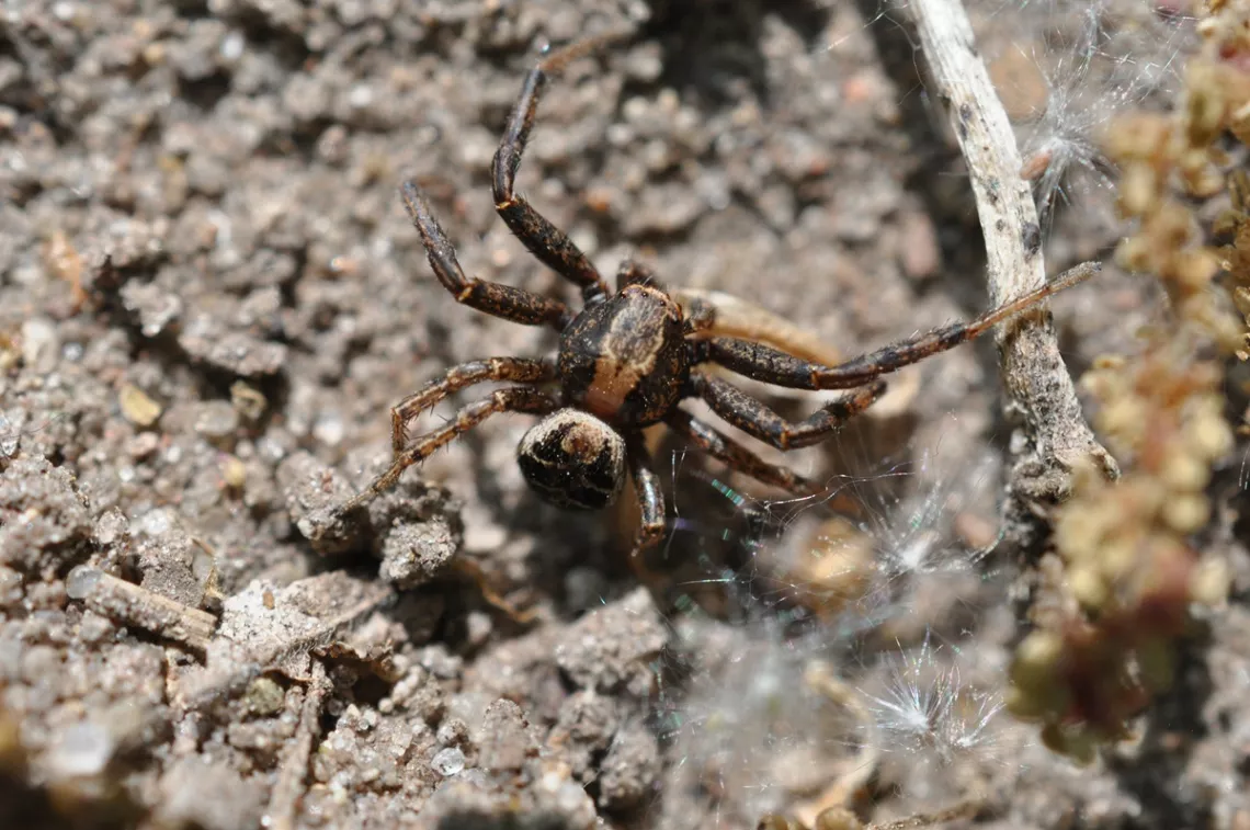 A Male Xysticus elegans (Elegant Crab Spider). Photo Credit: Bob Suchanek