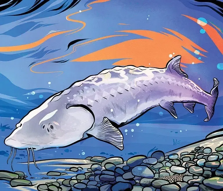 white sturgeon Credit: Natasha Donovan