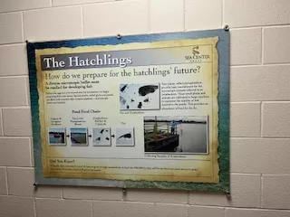 Hudson Woods Sea Center Hatchery