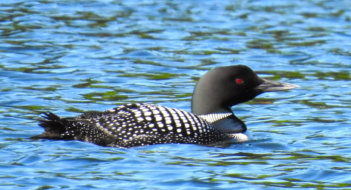 Loon on Water
