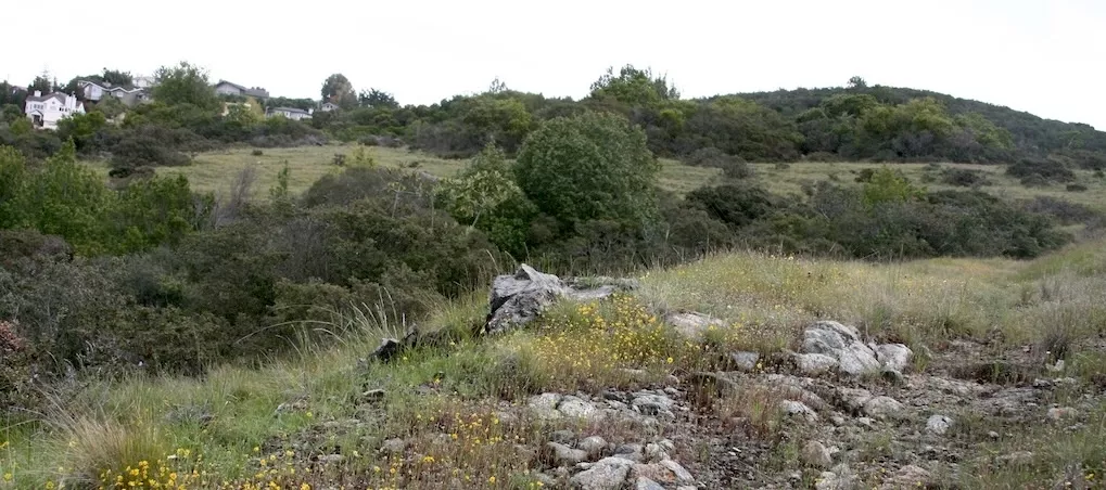 Serpentine rocks and some flowers in front of oak woodland