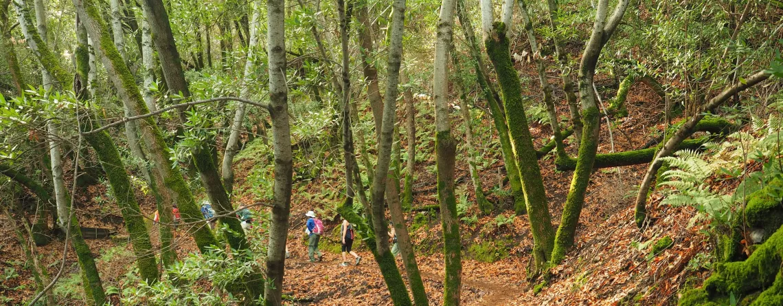 Hikers in a lush green forest with moss