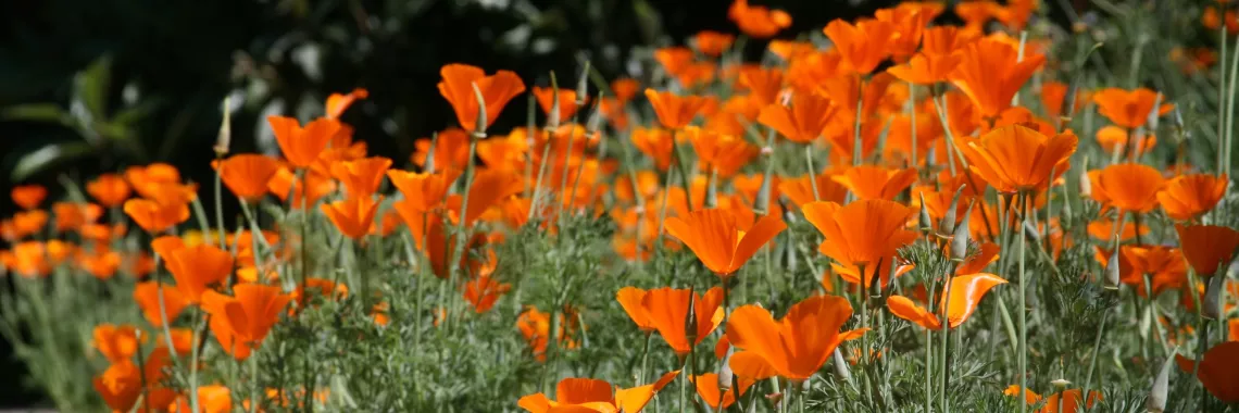 Abundant california poppies