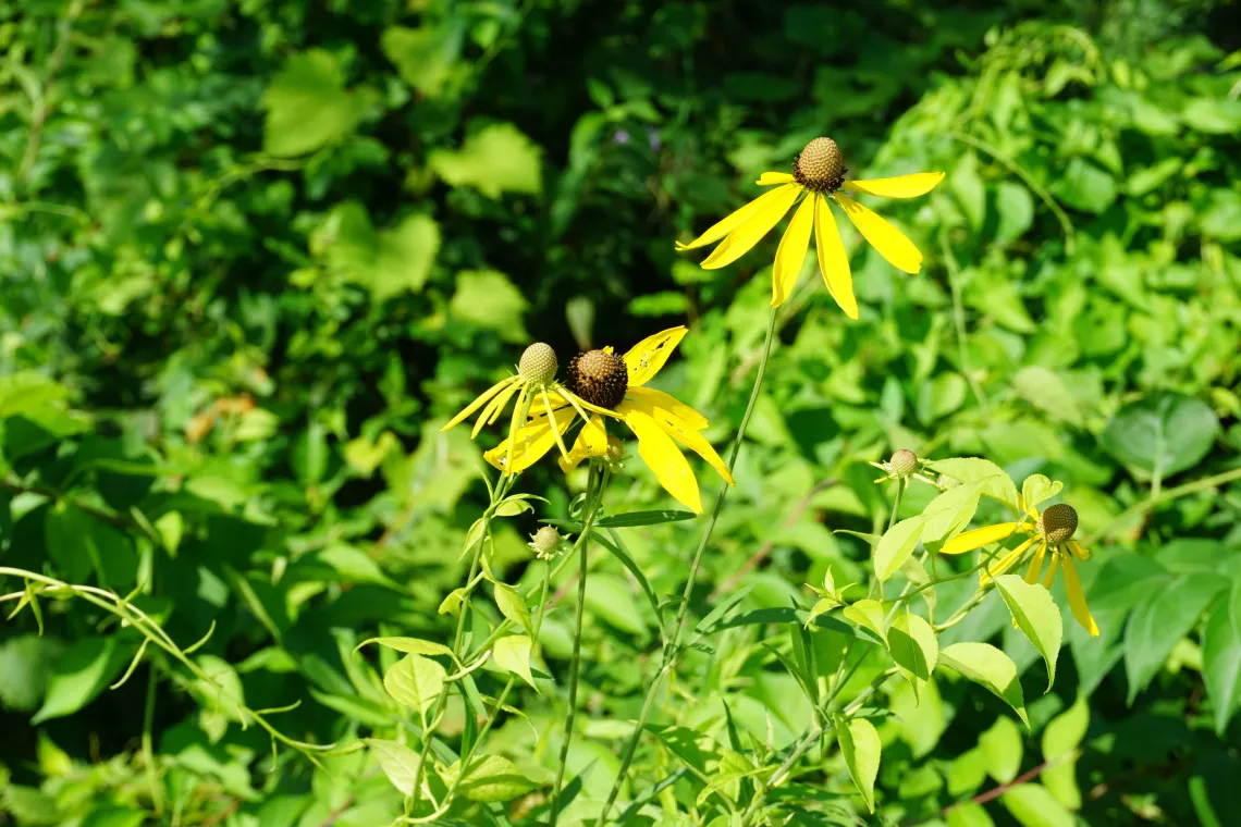 Yellow Coneflower