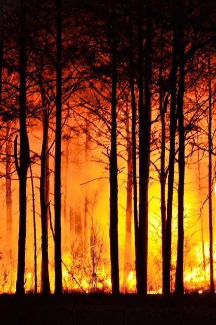 Forest fire