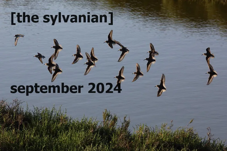 Flock of birds over a pond