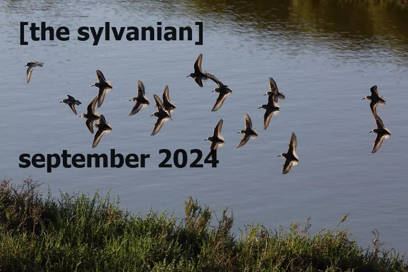 Flock of birds over a pond