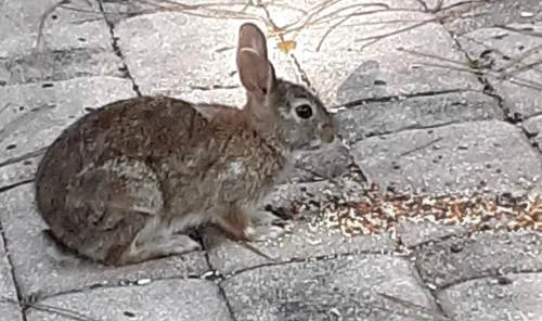 bunny