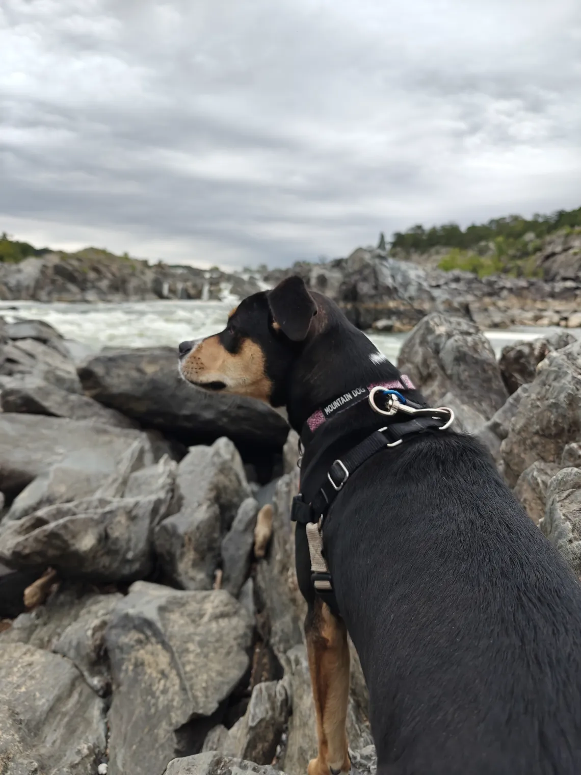A dog sits by some rocks by a river