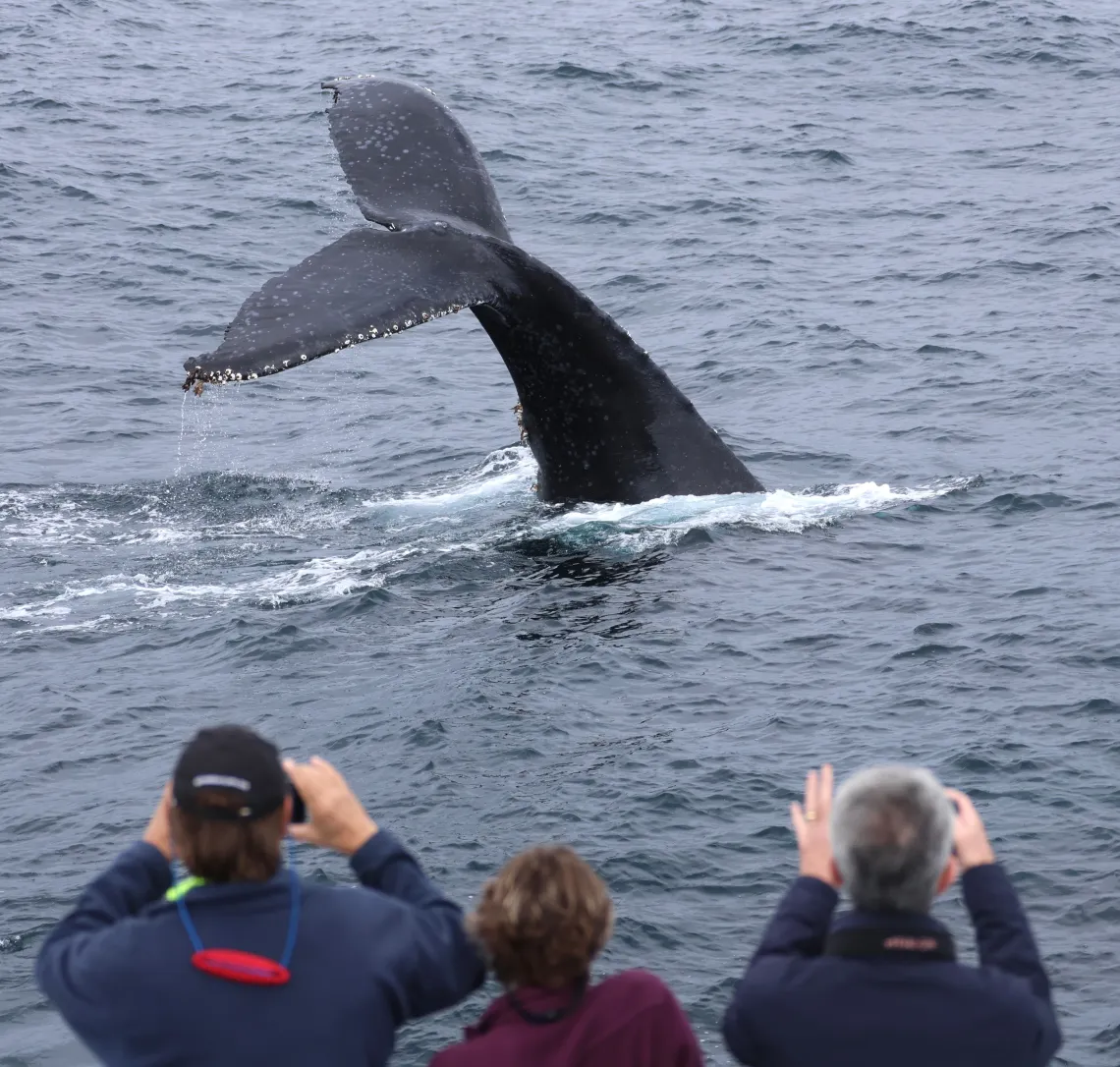 Whale heritage site