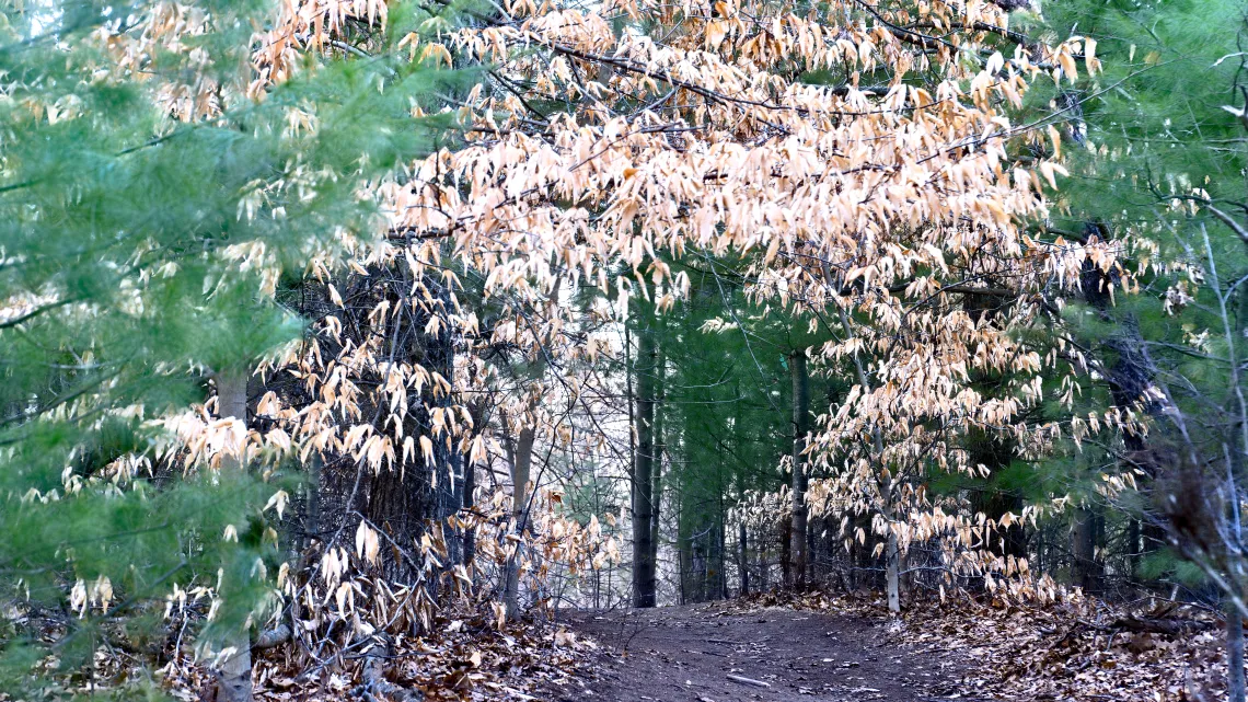Proud Lake Trail