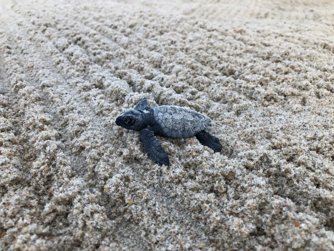 kemp's ridley sea turtle hatchling on beach