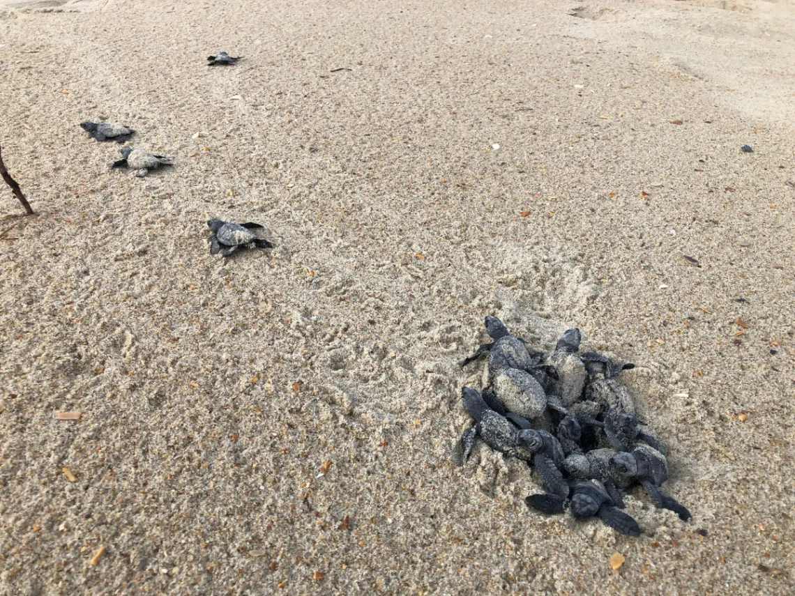 kemp's ridley turtle hatchlings