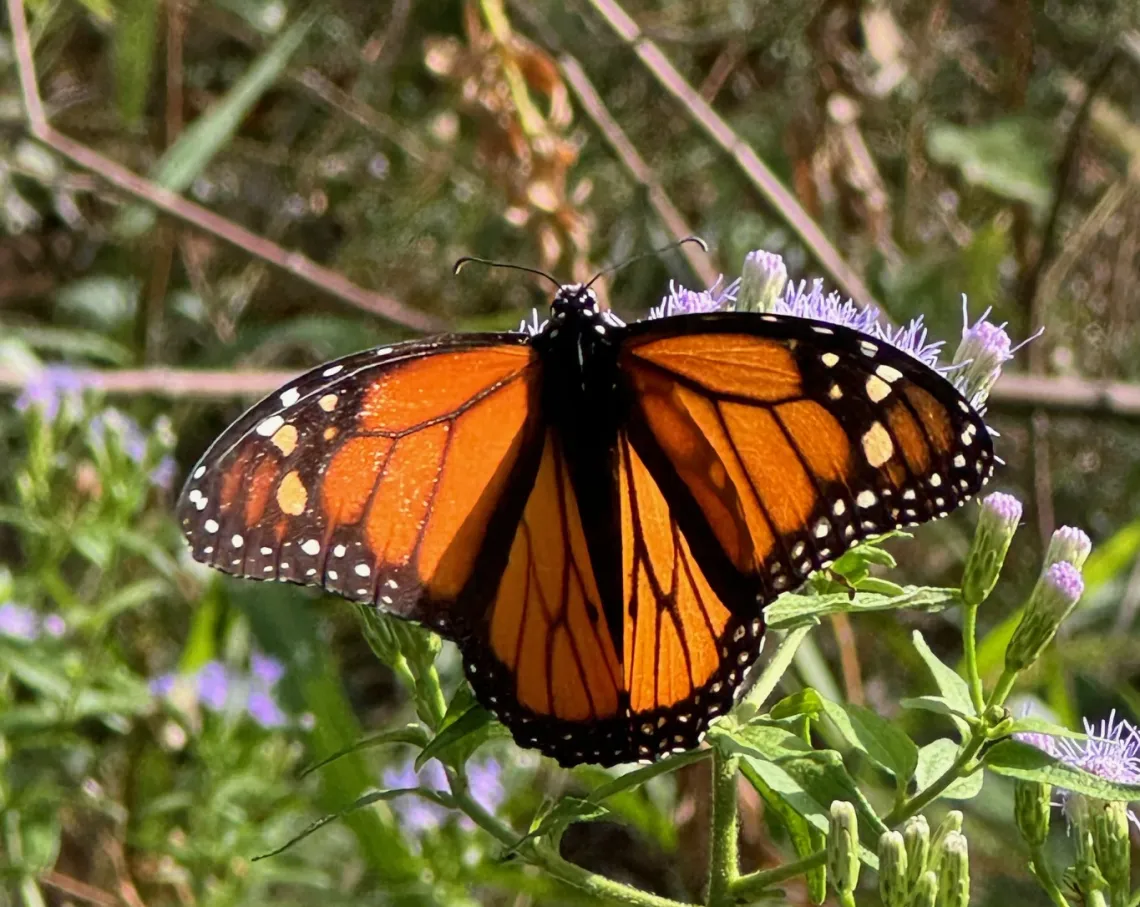 monarch butterfly