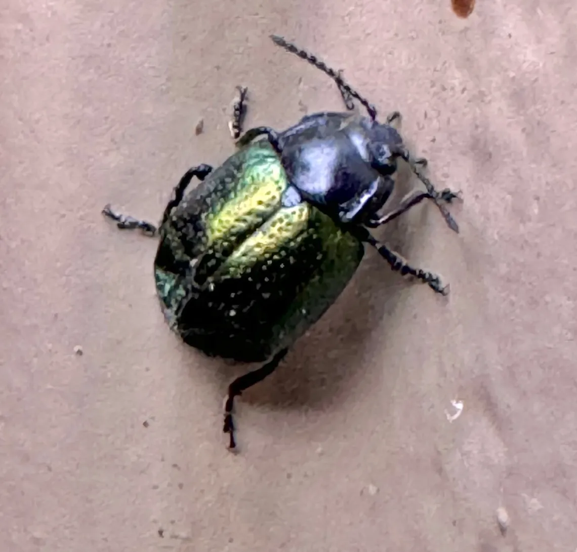 beetle