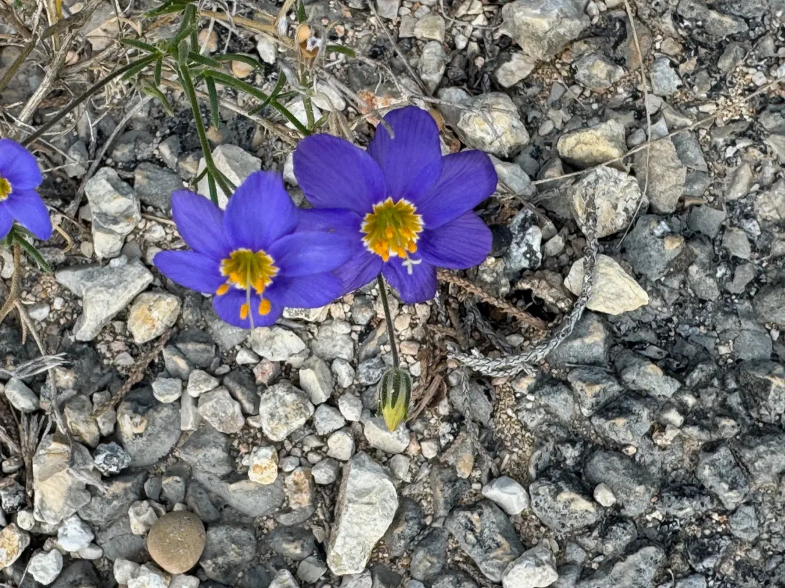 flowers