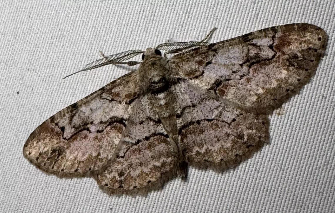 moth