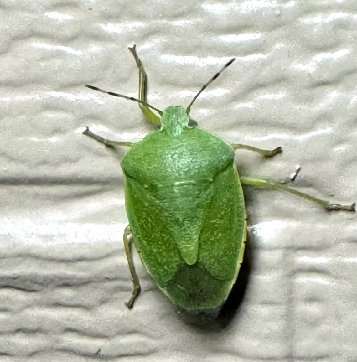 green stick bug