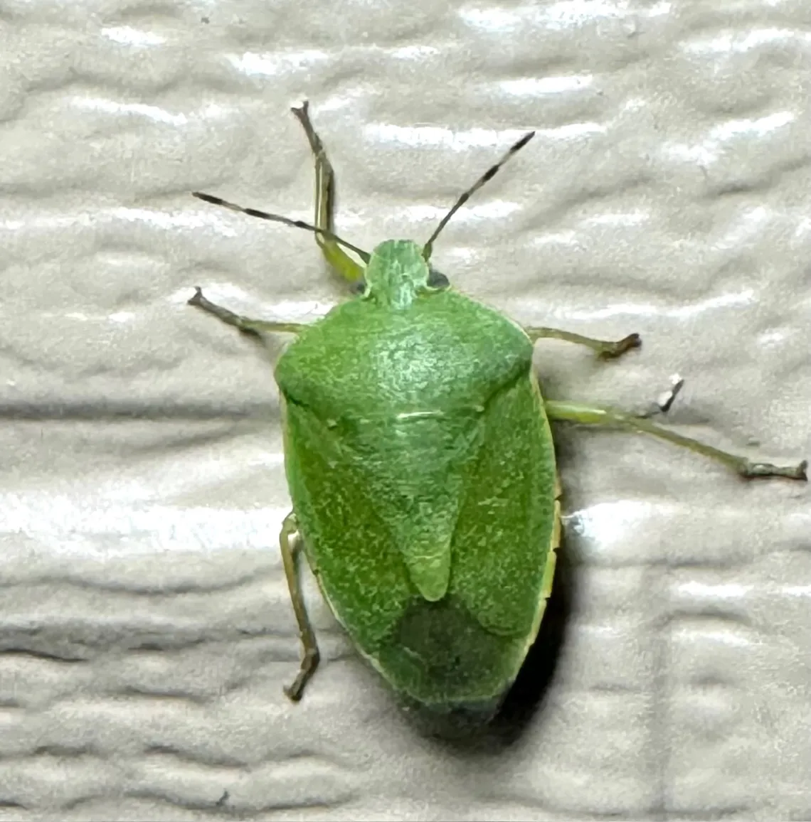 green stick bug