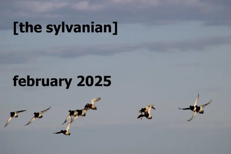 Birds against a cloudy sky