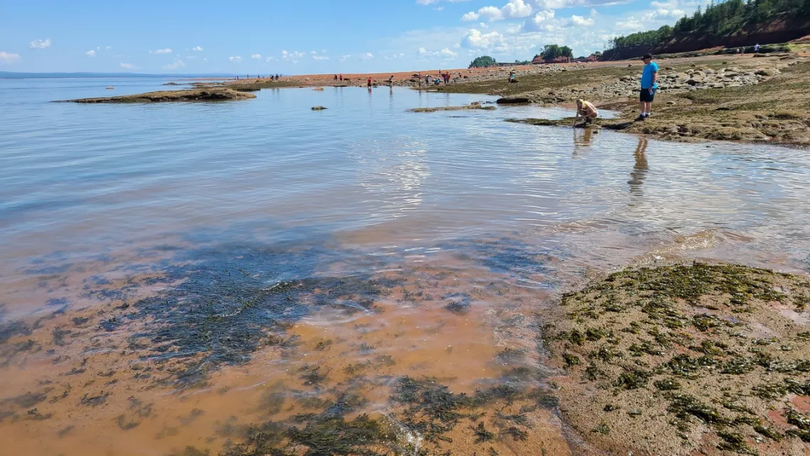people examining tidal flat