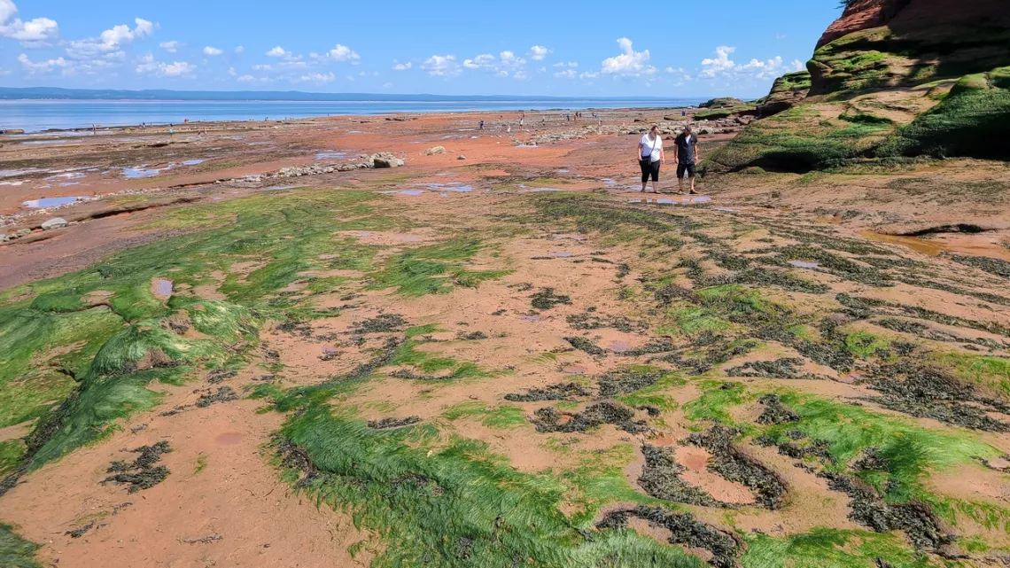 people walking in tidal flat