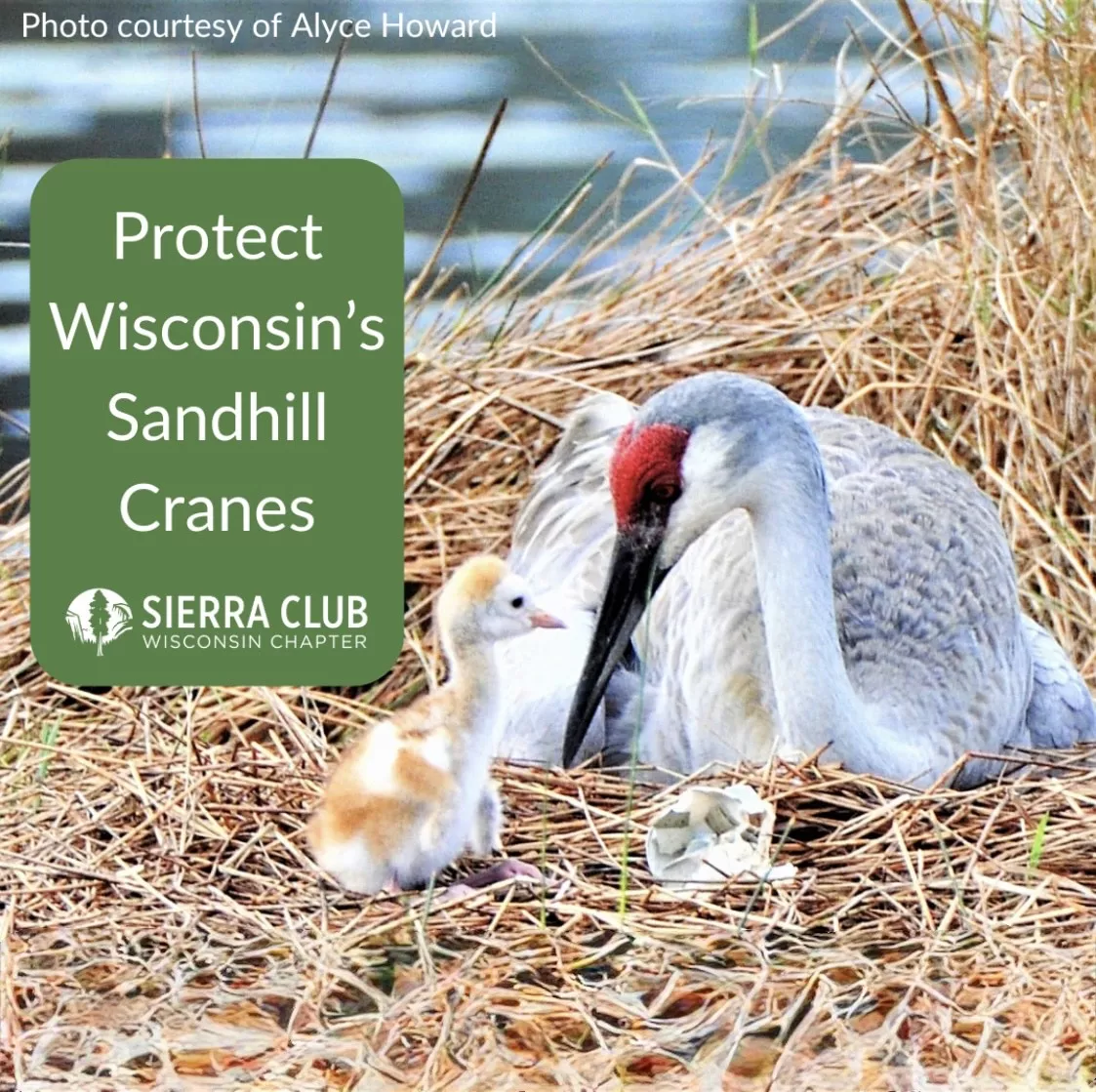 Protect Wisconsin's Sandhill Cranes written in a green box next to a picture of a sandhill crane and a baby crane on a bed of yellow grass