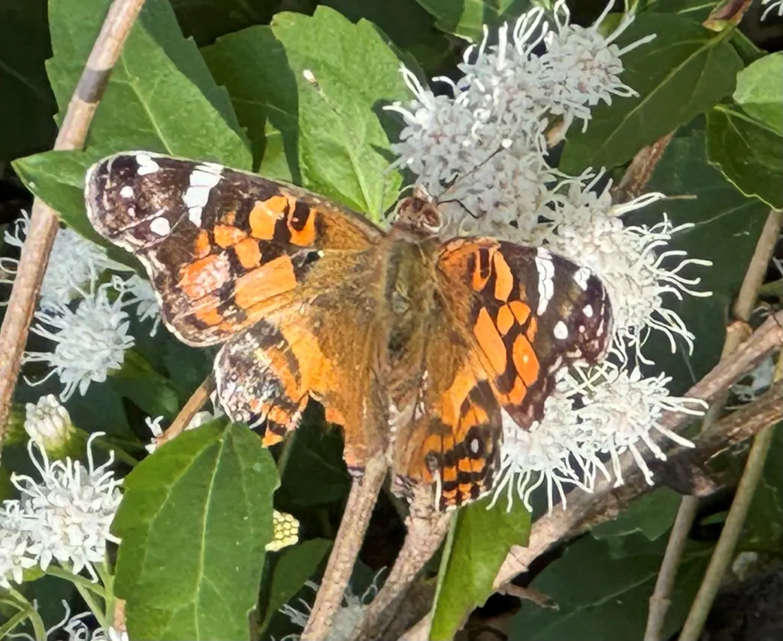 American Lady butterfly
