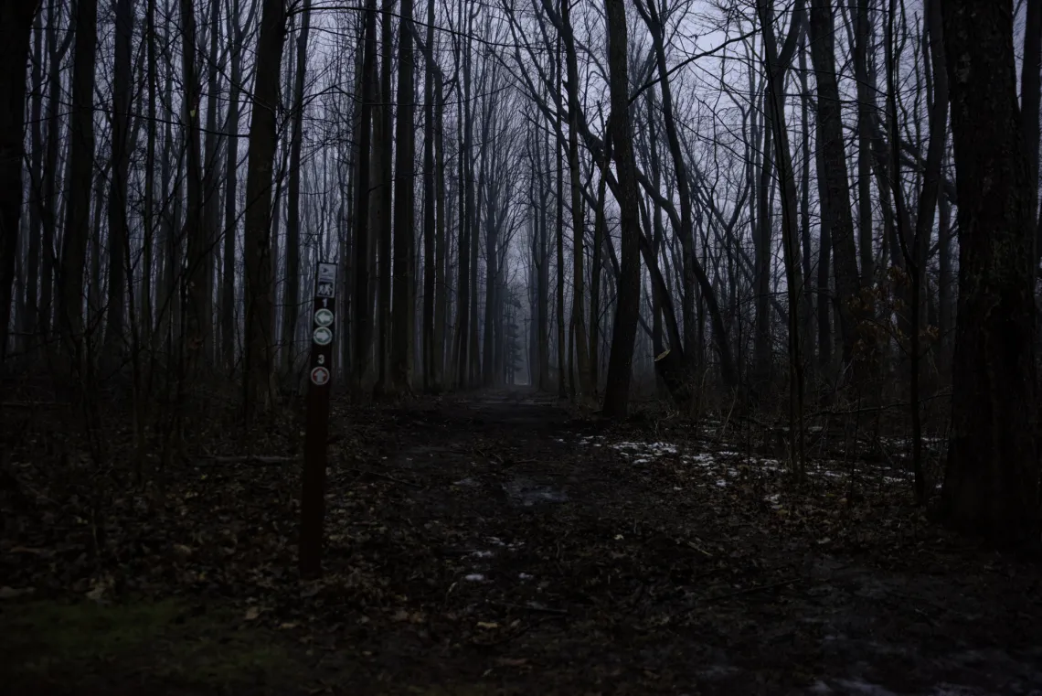 A dense woods, with almost no color at all - the trees are winter bare and the dark morning sky is barely visible