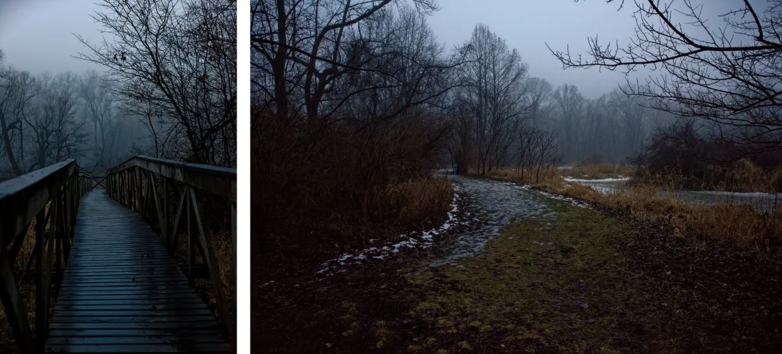 A atmospheric diptych of an early morning park, with bare trees and a boardwalk