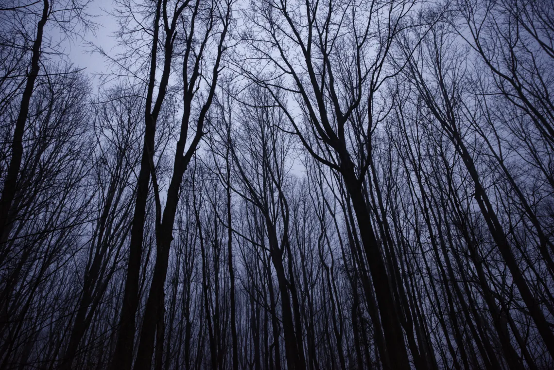 A thicket of trees, viewed upwards, with the light gray sky behind their bare trunks and branches