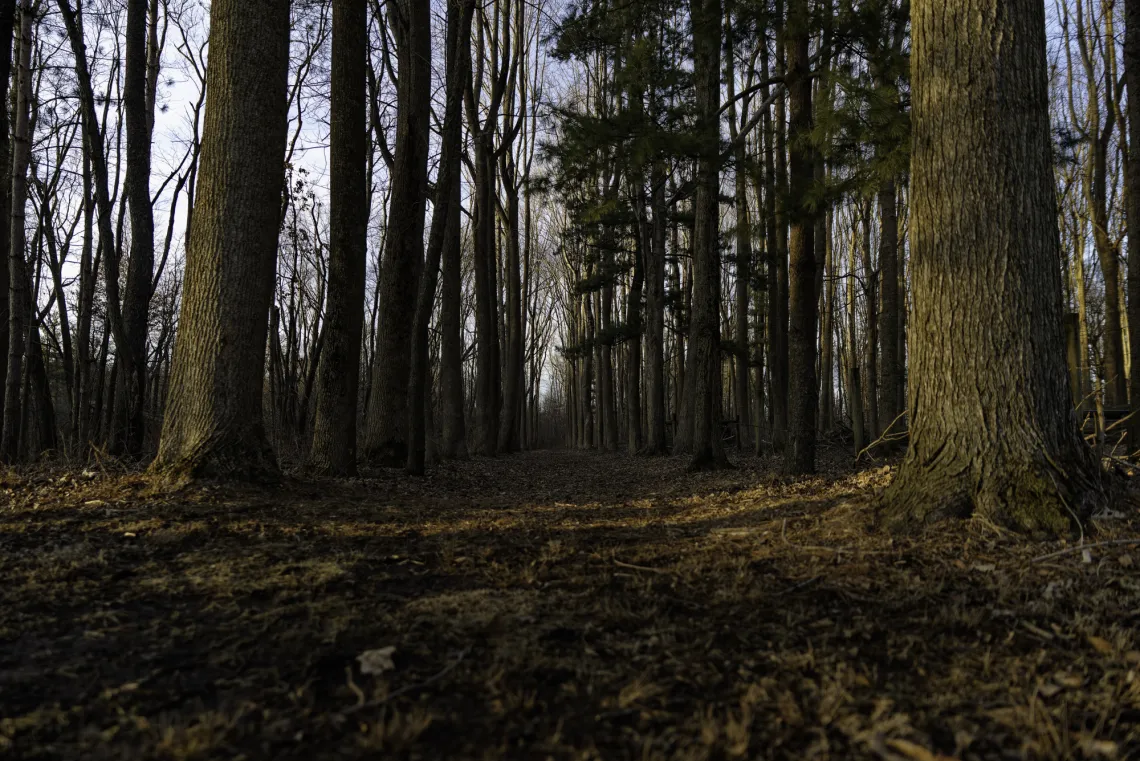 A thicket of trees, viewed from the ground. Most are bare. The sky is gradually getting lighter.