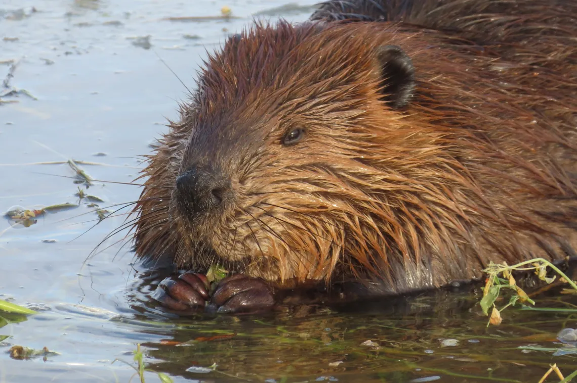 Photo of a brown, furry beaver submerged in water