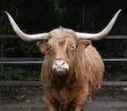 Bull