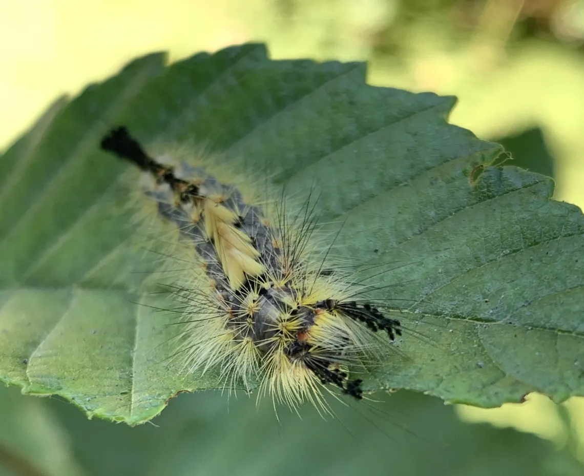 Caterpillar