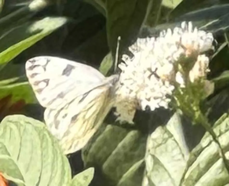 Checkered white butterfly