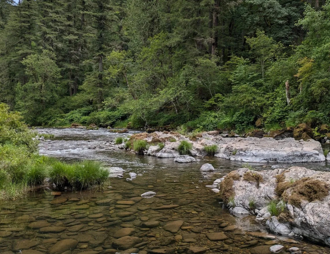 A forest stream