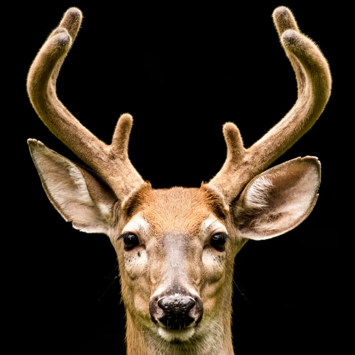 Young deer with antlers on a black background