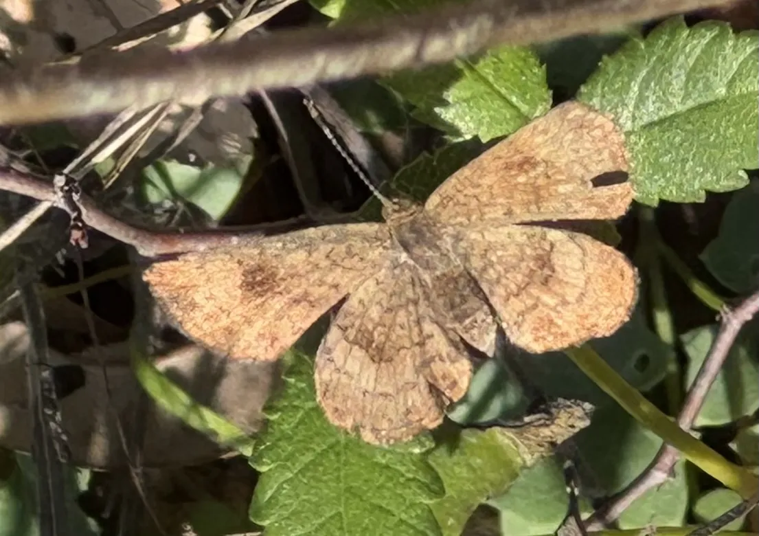 Fatal metalmark butterfly