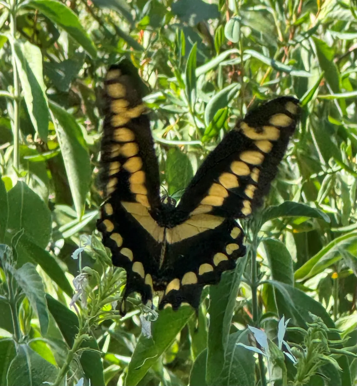 giant swallowtail butterfly