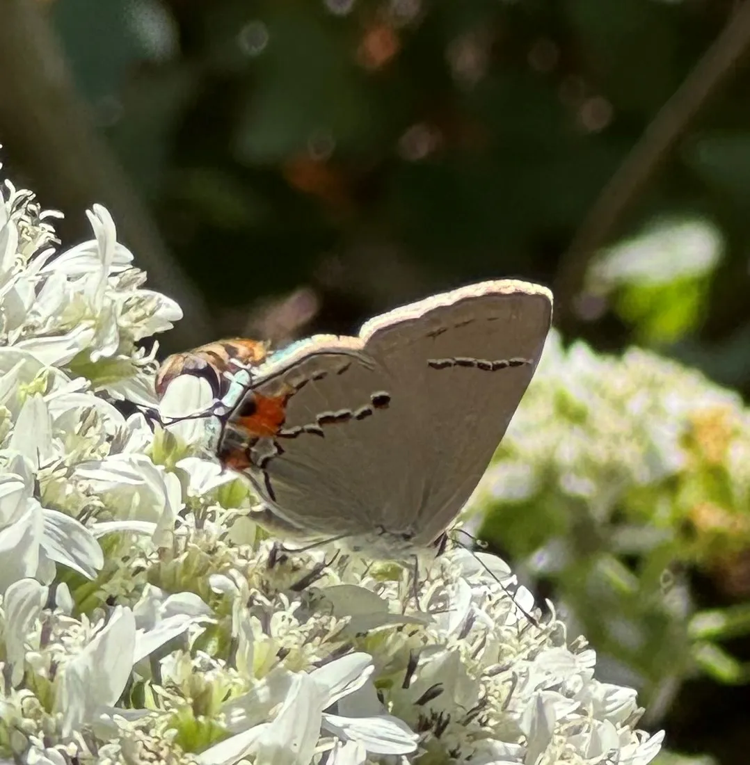 Gray Hairstreak