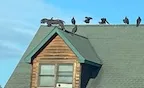 Housetop vultures