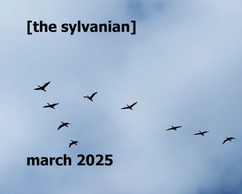 Birds against a blue, cloudy sky