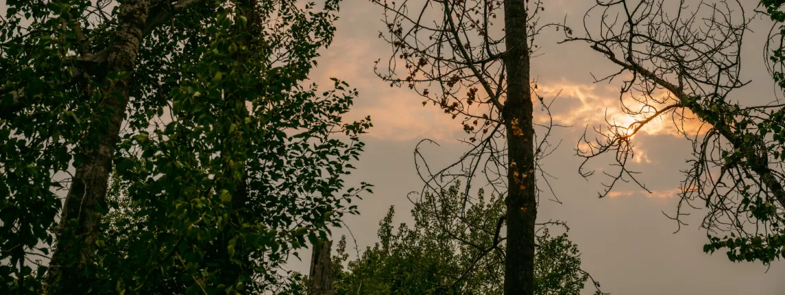 sunset behind trees in forest